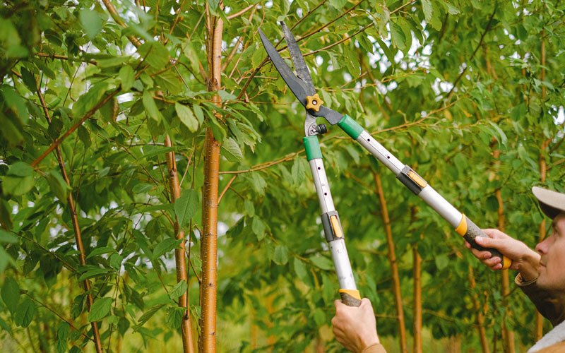 Tree trimming in Hartford, WV