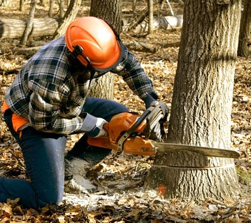 Tree Removal in Hartford, WV